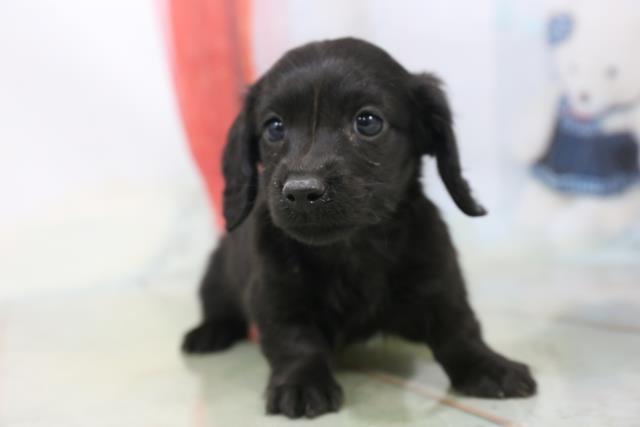 画像タイトル１