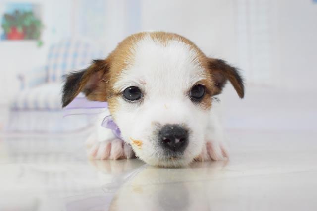 画像タイトル２